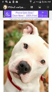 How to download Pit bull wallpaper 2015 patch 1.0 apk for laptop