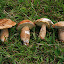 I picked up some mushrooms along the way.