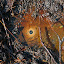 Natural crude oil spring in Korna, Slovakia Natural crude oil spring in Korna, Slovakia