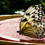 Niagara Falls Butterfly Conservatory