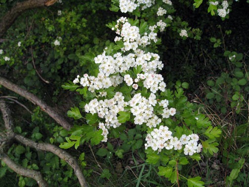 [IMG_61473.jpg]