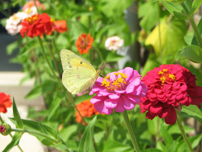 From The Garden