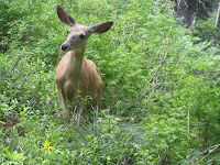 Deer Photo