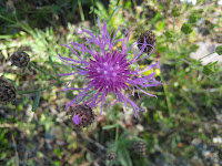 Flower Photo