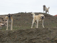 El perro tipico del pais, o por lo menos de la carretera. Parecen muy fieros, y vienen hacia ti con los dientes por delante. Pero en el fondo son unos cagados. Paras y se van corriendo.