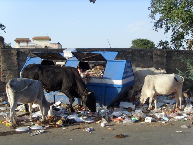 [4 grazing cows near my house (a daily scene - usually with dogs too)[2].jpg]