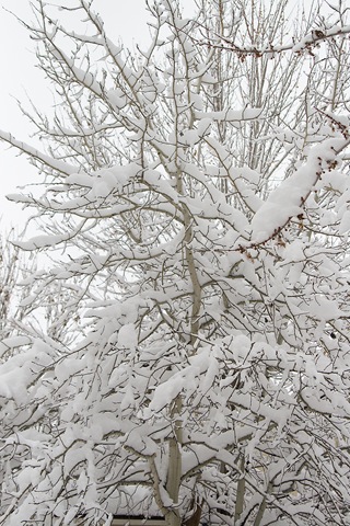 [Snow194.jpg]