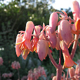 IMG_0960.JPG