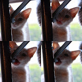 collage2.jpg