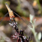 (Female) Blue Dasher