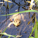 Green Frog