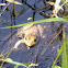 Green Frog