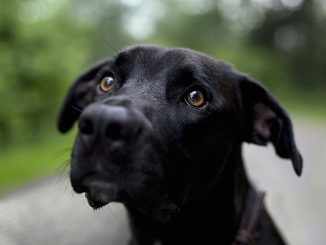 [01883_samedog_1600x1200[2].jpg]