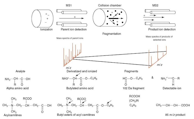 Schematic diagram of a tandem mass spectrometer and the path of the molecules and ions. Depicted below the diagram is the spectrum obtained from MSI and MS2. which is later correlated by the analyzer. Also shown are amino acid and acylcarnitine molecules and their fragments 