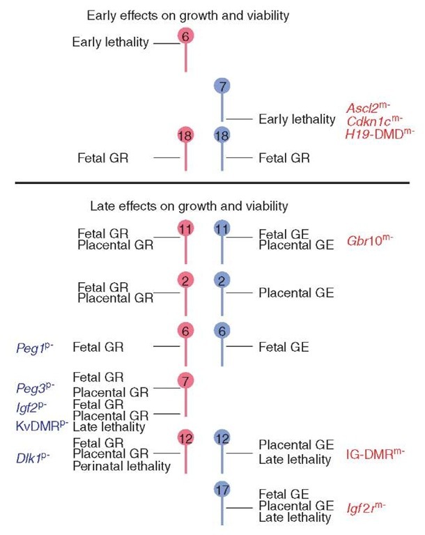 Effects of uniparental duplications on fetal and placental development. Only chromosomal region with imprinting effects on embryogenesis are shown (Beechey et al., 2003). Maternal chromosomes/genes are in red, while paternal chromosomes/genes are in blue. GR: growth retardation, GE: growth enhancement. Imprinted genes and imprinting control regions contributing to growth and viability, as determined by targeted mutation, are indicated (m- maternal deletion, p- paternal deletion) (Reproduced by permission of MRC Mammalian Genetics Unit, Harwell, Oxfordshire, Imprinting. 