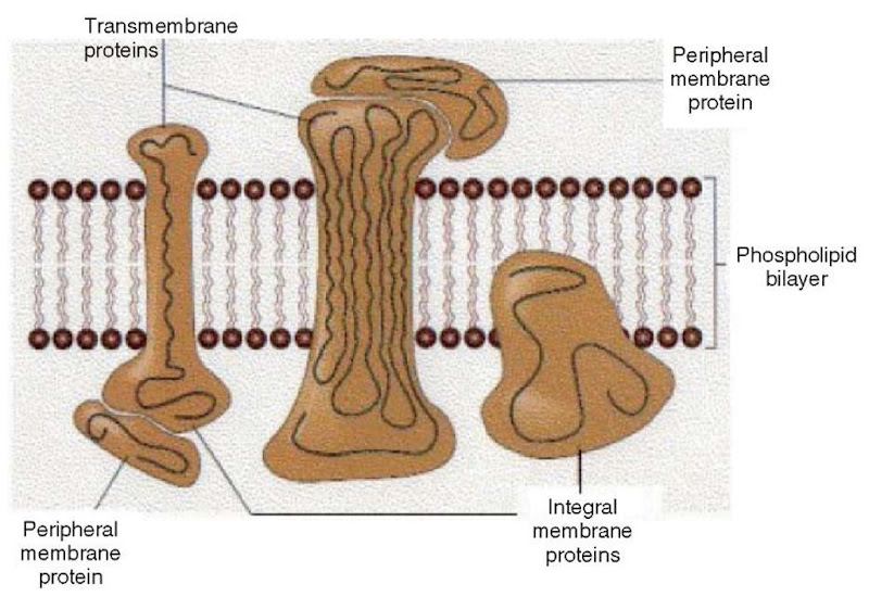 Diagrammatic representation of membrane protein structure. Integral membrane proteins are embedded in the lipid bilayer, while peripheral membrane proteins can be associated with other membrane proteins or with lipid head groups (not shown).