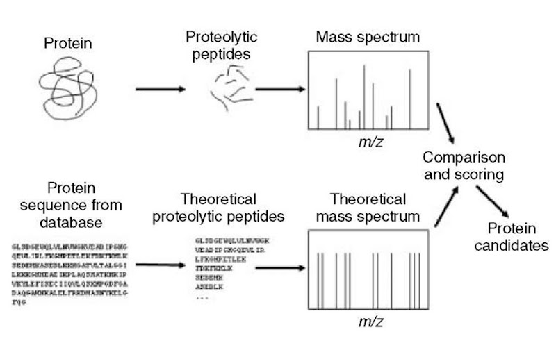 Searching a sequence collection with peptide mass fingerprinting data is performed by mimicking the experiment in silico: each entry in a protein sequence collection is theoretically digested using the same specificity as the enzyme used in the experiment. A theoretical mass spectrum is constructed, compared with the measured mass spectrum. The entries in the protein sequence collection are ranked according to how well they match the experimental data 