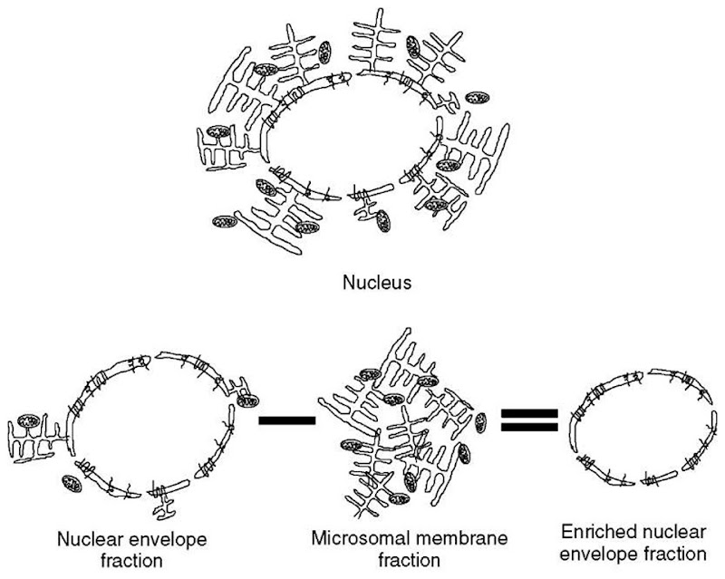 Subtractive proteomics was applied to the nuclear envelope of mammalian cells by enrichment of the microsomal membrane fraction for exhaustive proteome analysis. An enriched nuclear envelope fraction was then analyzed and proteins in common between the two were subtracted from the list of identified proteins 