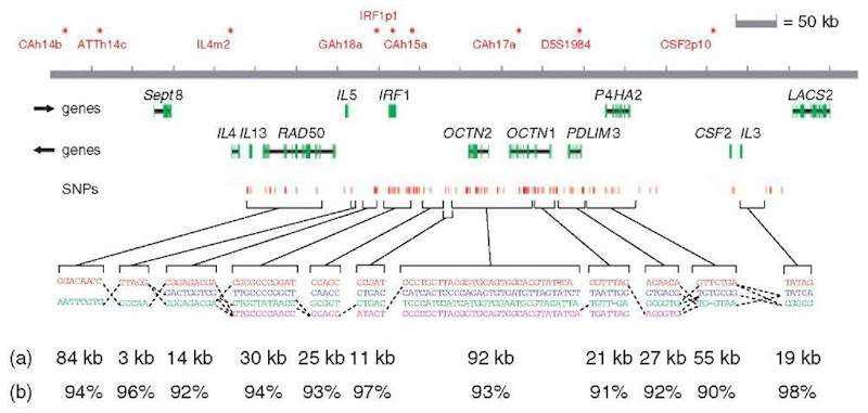 Haplotype structure at the IBD5 locus. (a) Common haplotype patterns in each block of low diversity. Dashed lines indicate locations where more than 2% of all chromosomes are observed to transition from one common haplotype to a different one. (b) Percentage of observed chromosomes that match one of the common patterns exactly. In addition, four markers fell between blocks, which suggests that the recombinational clustering may not take place at a specific base-pair position but rather in small regions.