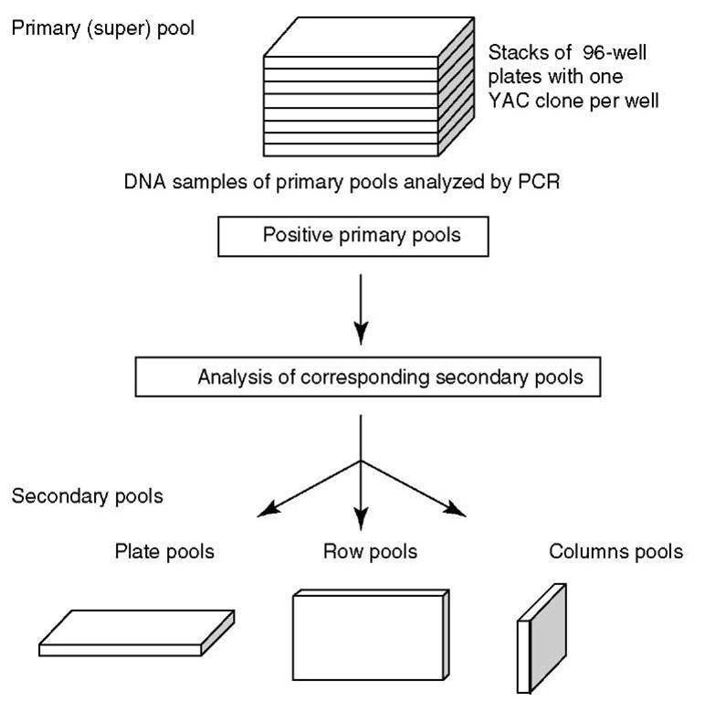 Three-dimensional pooling of clone libraries: A YAC library is usually stored in 96-well plates: one stack consists of 8 plate pools, 8 row pools, and 12 column pools, and PAC/BAC libraries are stored in 384-well plates: one stack consists of 8 plate pools, 16 row pools, and 24 column pools. By pooling clone libraries, the number of PCRs for the library screening is significantly reduced 