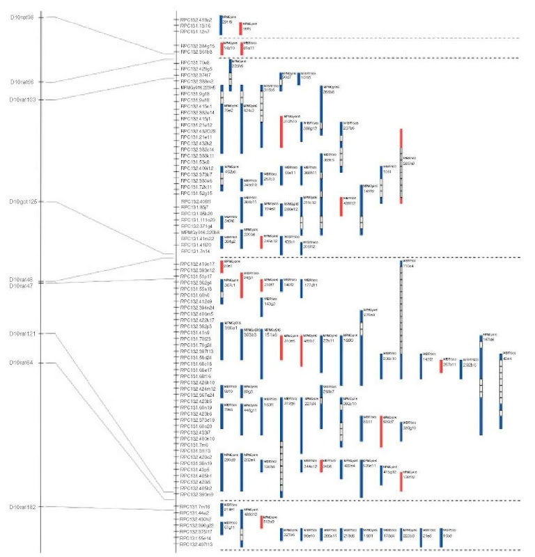 YAC contig of a region of the rat chromosome 10, constructed by IRS-PCR-based physical mapping 