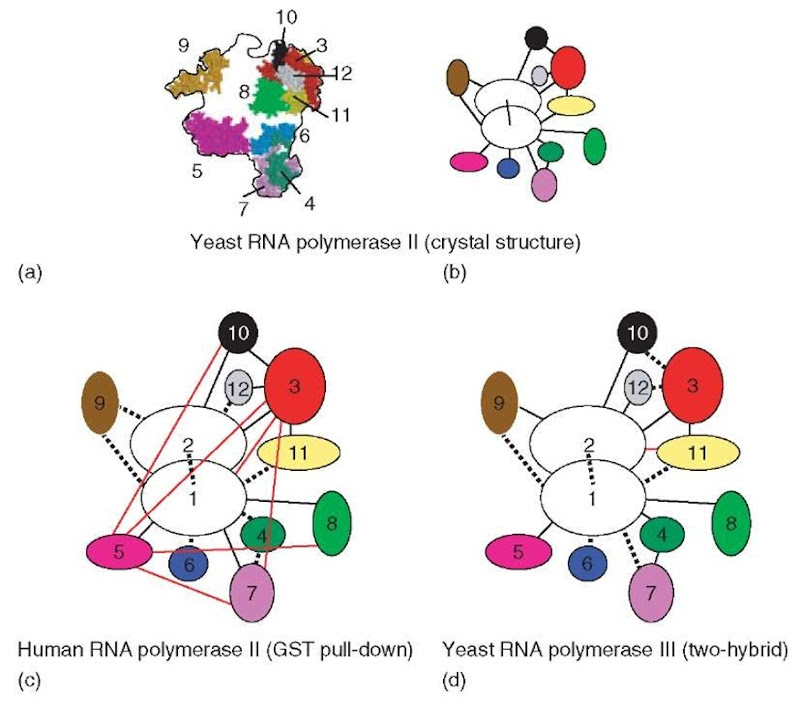 Organization of the subunits in yeast and human RNA polymerases (a) Projection of the RNA polymerase II structure (S. cerevisiae). The location of the subunits is indicated within the contour of the model (according to Cramer et al., 2000, 2001). Rpb1 and Rpb2 were omitted for clarity. Color code: Rpb3: red; Rpb4: dark green; Rpb5: magenta; Rpb6: blue; Rpb7: violet; Rpb8: light green; Rpb9: orange; Rpb10: black; Rpb11: yellow; Rpb12: gray. (b) Protein interactions in RNA polymerase II, according to the crystallographic analysis (Cramer et al., 2000, 2001). The connections between the Pol II subunits are indicated by the black lines. The color code is the same as in (a). (c) Protein interactions in human RNA polymerase II, according to the GST pull-down experiments (Acker et al., 1997). The red lines represent false-positive interactions. Dashed lines correspond to interactions that remained undetected. (d) Protein interactions in yeast RNA polymerase III, according to the two-hybrid assay (Flores et al., 1999). The code is as in (c) 