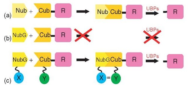 Split-ubiquitin: (a) Ubiquitin can be expressed as an N-terminal (Nub) half as well as a C-terminal (Cub) half that is fused to a reporter protein. The two halves retain affinity for each other and spontaneously reassemble to form the so-called split-ubiquitin. (b) A point mutation in the N-terminal half of ubiquitin (NubG) completely abolishes the affinity of the two halves for each other, and as the separate NubG and Cub parts are not recognized by ubiquitin-specific proteases (UBPs), no detectable cleavage of the attached reporter takes place. (c) NubG and Cub are fused to the interacting proteins X and Y. The X-Y interaction brings the NubG and Cub domains close enough together to reconstitute ubiquitin, resulting in the release of the reporter protein by the action of the UBPs 