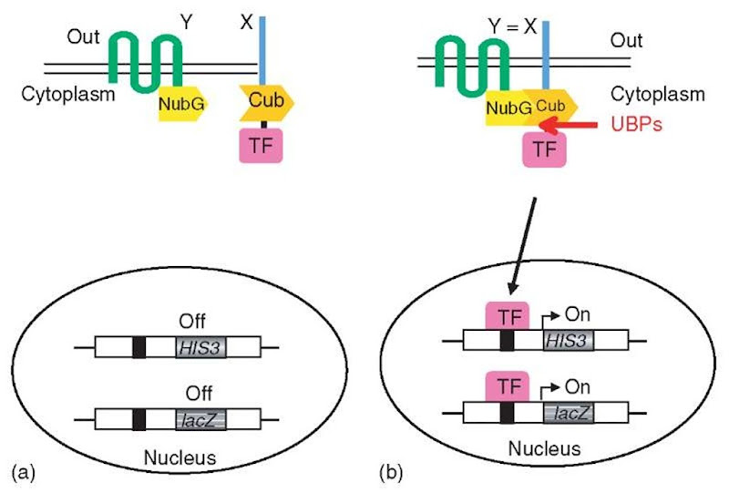 The split-ubiquitin membrane YTH system (MbYTH): (a) A membrane protein of interest X is fused to Cub followed by an artificial transcription factor (TF), while another membrane (or cytoplasmic) protein Y is fused to the NubG domain (Y-NubG). Co-expression of X-Cub-TF with a noninteracting Y-NubG does not lead to the formation of split-ubiquitin nor cleavage by UBPs. (b) On interaction of the X and Y proteins, ubiquitin reconstitution occurs, leading to proteolytic cleavage and the subsequent release of the transcription factor. This factor activates reporter genes to result in cells that are histidine prototrophs and that turn blue in a f-galactosidase assay 