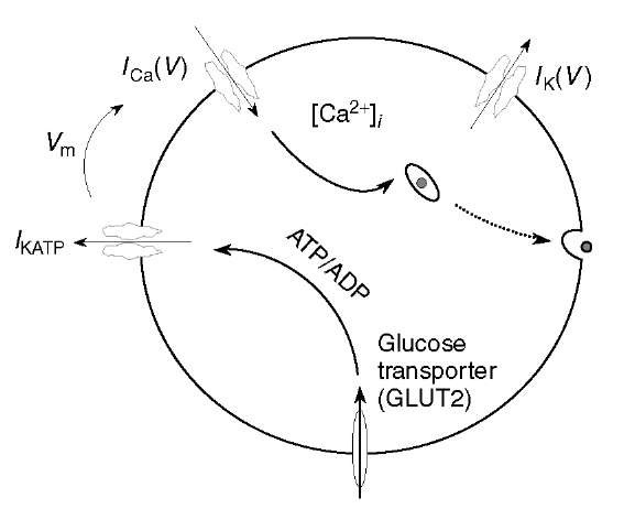 Consensus schematic of ft-cell. Glucose triggers depolarization and Ca2+ entry, which signals exocytosis of insulin granules 