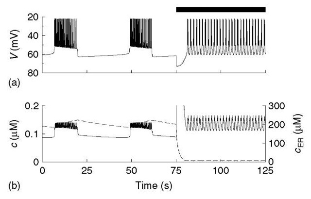 Response of model with ER to acetylcholine (ACh), modeled as a step increase in pleak, throughout period denoted by black bar. Release of Ca2+ from ER (b; dashed) gives a transient sharp peak of c (solid; truncated for clarity). Plateau of high c is maintained by an ACh-activated inward current, which drives depolarized, fast bursting (a)