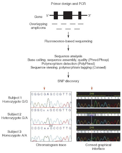 dna sequences with a high degree of polymorphism are dna sequences with a high degree of polymorphism are