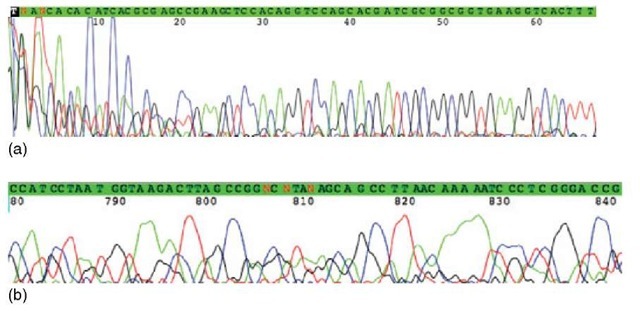 In the beginning of the chromatogram, large and noisy peaks appear because of unincorporated dyes. The first 66 positions are shown in (a). The peak height gets smaller toward the end of the chromatogram due to decreasing quantity of ddNTPs. The peaks may also be lumpy and unevenly spaced, which is caused by diffusion and the loss of resolution. Toward the end, the relative difference of the mass of the fragments decreases. The last 780-841 positions are shown in (b) 