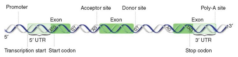 Important biological signals usually modeled by gene finders 