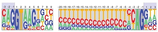 Sequence logo displaying the position weight matrices (PWMs) corresponding to the canonical donor and acceptor sites of U2 eukaryotic introns. The height of each letter at each position along the site is proportional to the frequency of the corresponding nucleotide as observed in real splice sites. The deviation from random composition can be used to develop methods to predict splice sites. 