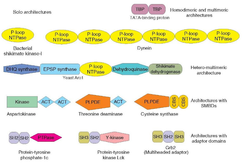 Categories of domain architecture. The domains depicted in the figure are P-loop NTPase: NTP utilizing catalytic domain of the P-loop fold; TBP: the DNA-binding domain of the TATA-binding proteins; DHQ synthase: 3-dehydroquinate synthase; EPSP synthase: 5-enolpyruvylshikimate-3-phosphate; ACT: a small molecule-binding domain; CBS: the so-called cystathionine beta synthase domains (also small molecule-binding domains); SH2: an adaptor domain that binds phosphotyrosine containing peptides; SH3: a polyproline peptide-binding adaptor domain; PTPase: phosphotyrosine phosphatase domain; Y-kinase: tyrosine kinase domain