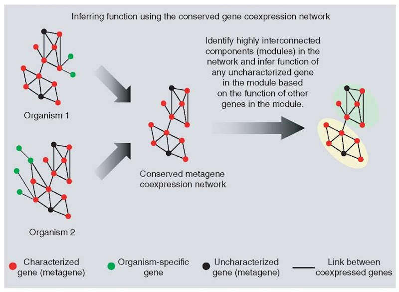 Use of conserved gene coexpression networks to determine protein function. The method initially identifies metagenes, which are groups of orthologous proteins across the different species. For each organism, a gene coexpression network is determined and the part of the network that is conserved in the set of organisms considered is referred to as the conserved metagene coexpression network 
