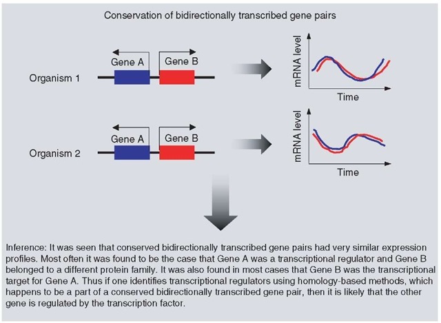 Determining the function of proteins from conservation of bidirectionally transcribed gene pairs 