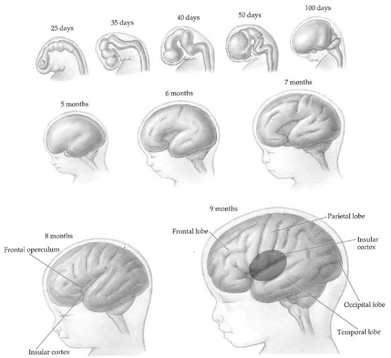 Brain boosting foods diet picture 2