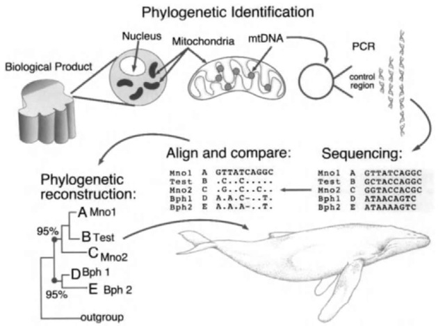The basic steps involved in the phylogenetic identification of a whale product using nucleotide sequences amplified by PCR from the mtDNA control region. 