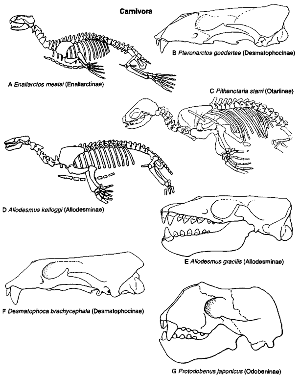 Pinniped carnivores. (A) Skeleton of Enaliarctos mealsi (Oligocene/Miocene boundary, California), lateral view, after Berta et al. (B) Skull of Pteronarctos goedertae (Early Miocene, California), lateral view, after Barnes (1989, Contributions in science, Nat. Hist. Mus. of LA County 403). (C) Skeleton of Pithanotaria starri (Late Miocene, California), lateral view, after Kellogg (1925). (D) Skeleton of Allodesmus kelloggi (Middle Miocene, California), lateral view, after Mitchell. (E) Skull and mandibles of Allodesmus gracilis (Middle Miocene, California), lateral view, after Barnes and Hirota (1995, The Island Arc 3[4]). (F) Skull of Desmatophoca brachycephala (Early Miocene, California), lateral vietv, after Barnes. (G) Skull and mandibles of Protodobenus japonicus (Early Pliocene, Japan), lateral view, after Horikawa (1995, The Island Arc 3[4]). 