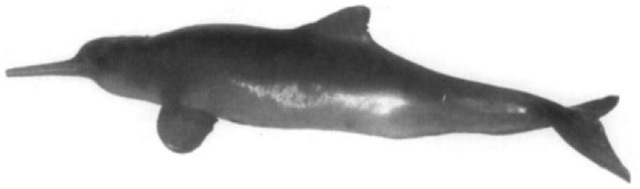 Lateral view of a 137.5-cm adult female franciseana. 