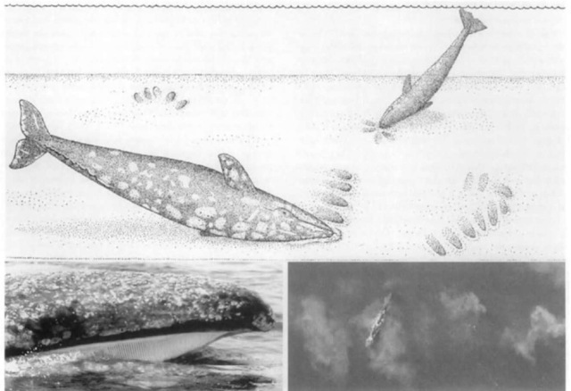  A bottom feeding gray whale swims on one side to suck prey from the seafloor, creating mouth-sized depressions or feeding pits (top). The cream-white baleen plates are the coarsest, shortest, and fewest of any mysticete (bottom left). Sieving prey-laden sediments through the baleen creates billoiving mud plumes (bottom right). 
