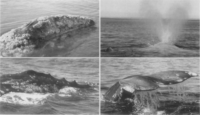 The narrow head of the gray whale is usually covered with patches of barnacles and whale lice (top left). The blow is heart-shaped and 3^1 m high (top right). Instead of a dorsal fin, grays have a low hump followed by a series of bumps (bottom left). The flukes are over 3 m wide, frequently bear scars from the teeth of killer whales, and are often lifted before a deep dive (bottom right). 