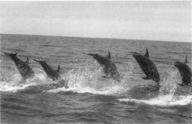 Communal foraging allows dolphins to combine pursuing efforts.