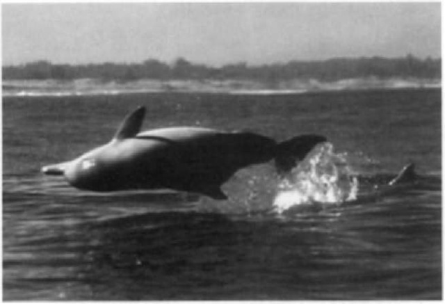 Subadult Sousa in Richards Bay, southern Africa, showing the humped back and ridged dorsal fin base typical of animals westward of Sri Lanka. 