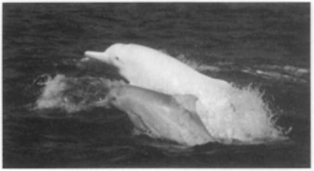 Adult female Sousa chinensis and her calf off North Lantau Island, Hong Kong, showing the total loss of gray body pigment during growth. 