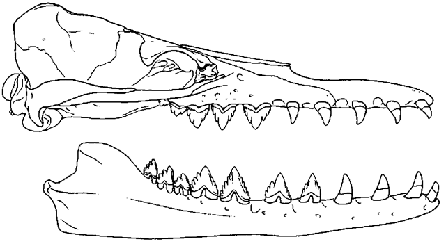 Skull and lower jaw of Dorudon atrox, lateral view.  .