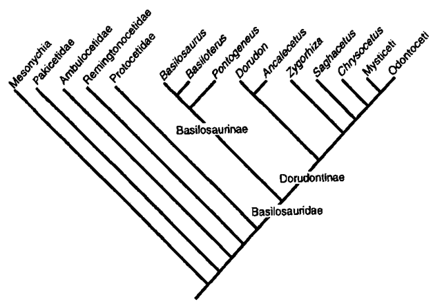 Cladogram of basilosaurids, selected nonbasilosaurid archaeocetes, mysticetes, and odontocetes