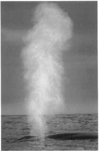 Towering blow of a blue whale. 