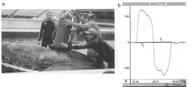 (a) Measuring ventilatory flow rates of a young captive gray whale with a pneumotachograph, (b) An example of a single expiratory/inspiratory event (vertical scale = flow rate, Usee; horizontal scale = time, min, sec). 